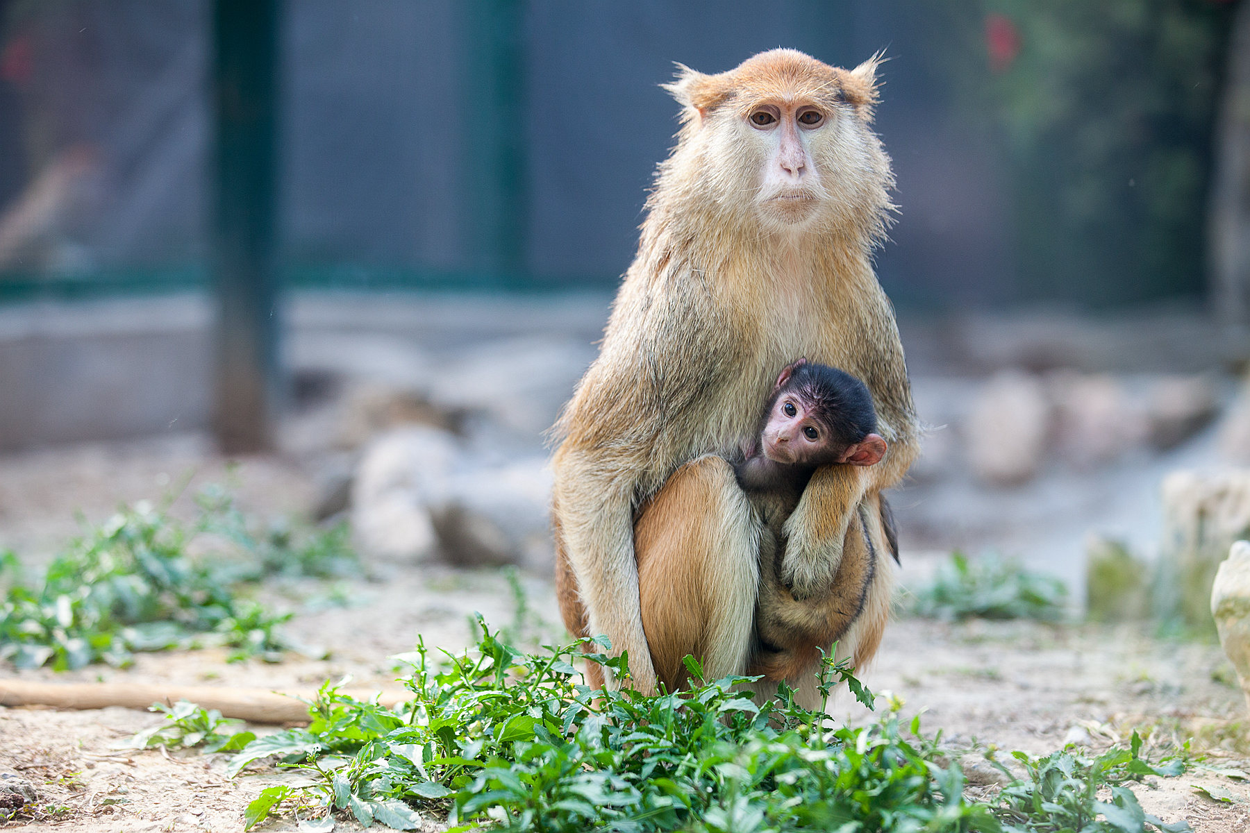 護士節(jié)的福利有點“可愛”！鄭州動物園新增一批“萌寵”更是吸睛 